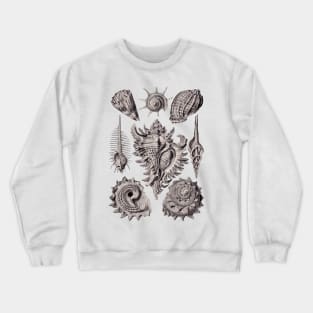 Ernst Haeckel Prosobranchia Sea Shells Aubergine Crewneck Sweatshirt